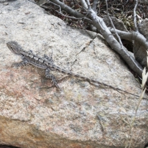 Amphibolurus muricatus at Illilanga & Baroona - 10 Dec 2019 05:39 PM