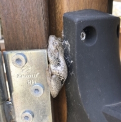 Litoria peronii at Illilanga & Baroona - 11 Nov 2019