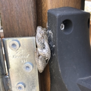 Litoria peronii at Illilanga & Baroona - 11 Nov 2019