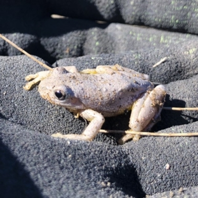 Litoria peronii (Peron's Tree Frog, Emerald Spotted Tree Frog) at Michelago, NSW - 28 Jul 2019 by Illilanga