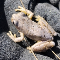 Litoria peronii at Illilanga & Baroona - 28 Jul 2019