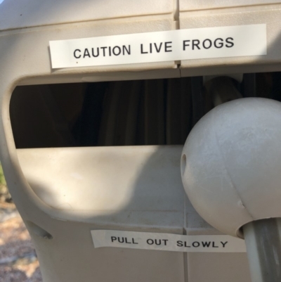 Litoria peronii (Peron's Tree Frog, Emerald Spotted Tree Frog) at Michelago, NSW - 28 Oct 2019 by Illilanga