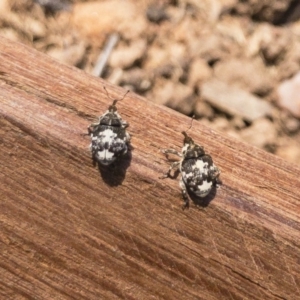 Mogulones larvatus at Michelago, NSW - 1 Nov 2019 01:16 PM