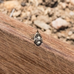 Mogulones larvatus at Michelago, NSW - 1 Nov 2019 01:16 PM