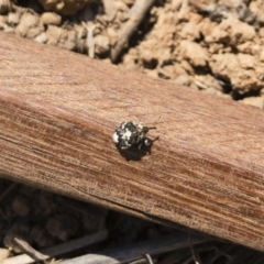 Mogulones larvatus at Michelago, NSW - 1 Nov 2019