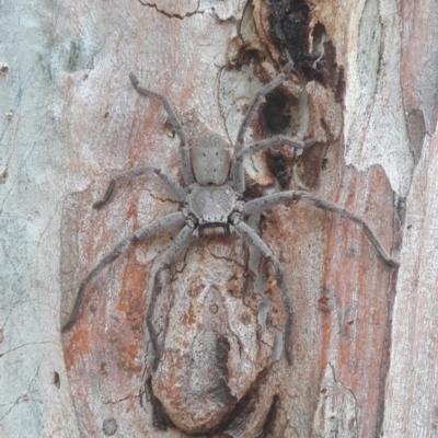 Isopeda sp. (genus) (Huntsman Spider) at Macquarie, ACT - 21 Dec 2019 by TomfromOregon