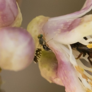 Spathulina acroleuca at Michelago, NSW - 14 Dec 2019