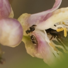 Spathulina acroleuca at Michelago, NSW - 14 Dec 2019