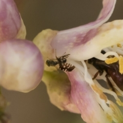 Spathulina acroleuca at Michelago, NSW - 14 Dec 2019 12:07 PM