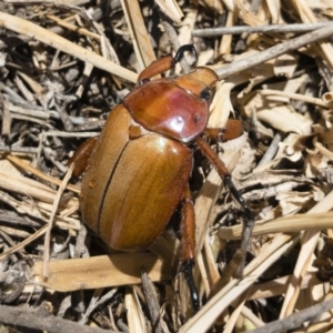 Anoplognathus montanus at Michelago, NSW - 2 Dec 2019