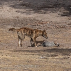 Canis lupus (Dingo / Wild Dog) at Rendezvous Creek, ACT - 15 Dec 2019 by rawshorty