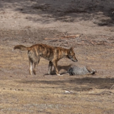 Canis lupus (Dingo / Wild Dog) at Rendezvous Creek, ACT - 14 Dec 2019 by rawshorty