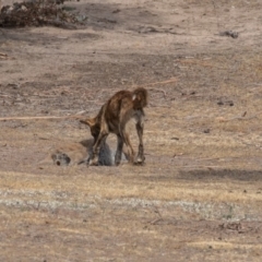 Canis lupus at Rendezvous Creek, ACT - 15 Dec 2019