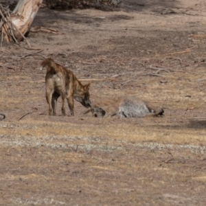 Canis lupus at Rendezvous Creek, ACT - 15 Dec 2019