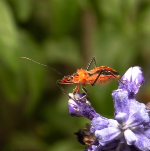 Gminatus australis at Macgregor, ACT - 21 Dec 2019 05:06 PM