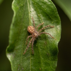 Sparassidae (family) at Macgregor, ACT - 21 Dec 2019