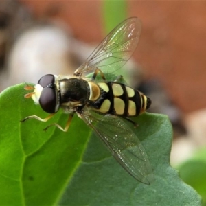 Simosyrphus grandicornis at Kambah, ACT - 21 Dec 2019 05:47 PM