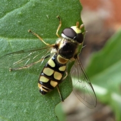 Simosyrphus grandicornis at Kambah, ACT - 21 Dec 2019