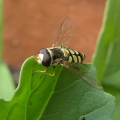 Simosyrphus grandicornis at Kambah, ACT - 21 Dec 2019 05:47 PM