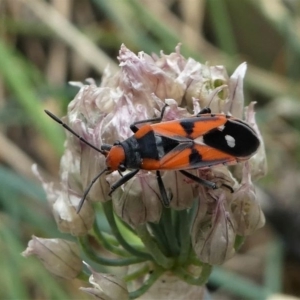 Melanerythrus mactans at Kambah, ACT - 21 Dec 2019