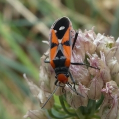 Melanerythrus mactans at Kambah, ACT - 21 Dec 2019