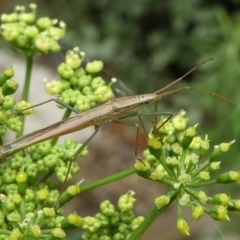 Mutusca brevicornis (A broad-headed bug) at Kambah, ACT - 21 Dec 2019 by HarveyPerkins