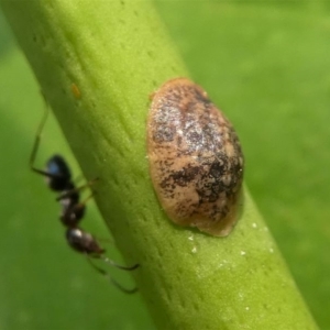 Coccus sp. (genus) at Kambah, ACT - 22 Dec 2019 11:59 AM