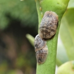 Coccus sp. (genus) at Kambah, ACT - 22 Dec 2019 11:59 AM