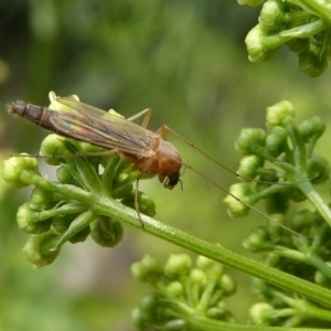 Chironomidae (family) at Kambah, ACT - 22 Dec 2019 12:10 PM