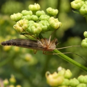 Chironomidae (family) at Kambah, ACT - 22 Dec 2019 12:10 PM