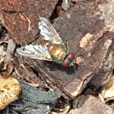 Lucilia cuprina (Australian sheep blowfly) at Narrabundah, ACT - 22 Dec 2019 by Mike