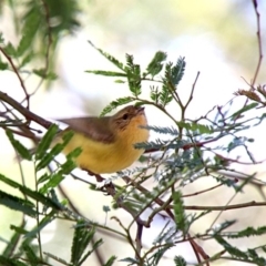 Acanthiza nana (Yellow Thornbill) at Alpine, NSW - 30 Sep 2018 by JanHartog