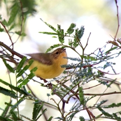 Acanthiza nana (Yellow Thornbill) at Alpine, NSW - 1 Oct 2018 by JanHartog