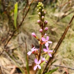 Stylidium armeria subsp. armeria (Trigger Plant) at Paddys River, ACT - 22 Dec 2019 by shoko