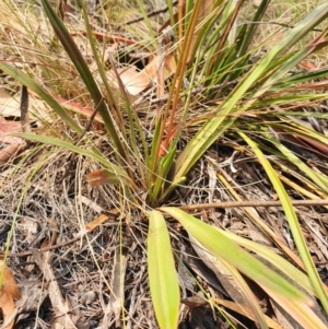 Stylidium armeria subsp. armeria at Paddys River, ACT - 22 Dec 2019 11:14 AM