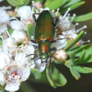 Lepturidea viridis at Paddys River, ACT - 17 Dec 2019