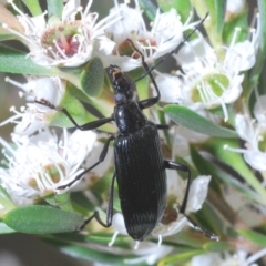 Tanychilus sp. (genus) (Comb-clawed beetle) at Paddys River, ACT - 17 Dec 2019 by Harrisi