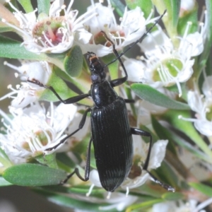 Tanychilus sp. (genus) at Paddys River, ACT - 17 Dec 2019 06:41 PM