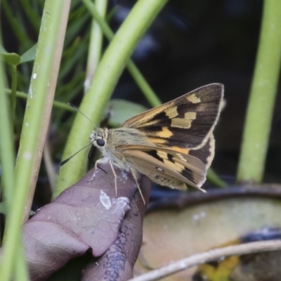 Trapezites eliena (Orange Ochre) at Michelago, NSW - 19 Dec 2019 by Illilanga