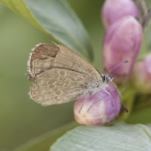 Zizina otis at Michelago, NSW - 14 Dec 2019