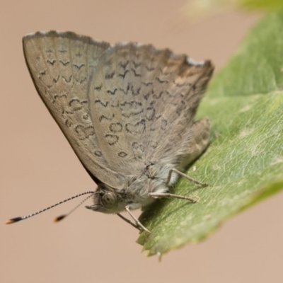 Paralucia pyrodiscus (Fiery Copper) at Michelago, NSW - 21 Dec 2019 by Illilanga