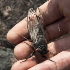 Psaltoda moerens (Redeye cicada) at Michelago, NSW - 10 Dec 2019 by Illilanga