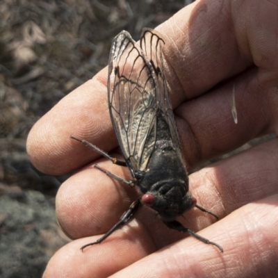 Psaltoda moerens (Redeye cicada) at Michelago, NSW - 10 Dec 2019 by Illilanga