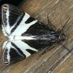 Phrataria bijugata (Bold Phrataria) at Ainslie, ACT - 21 Dec 2019 by jb2602