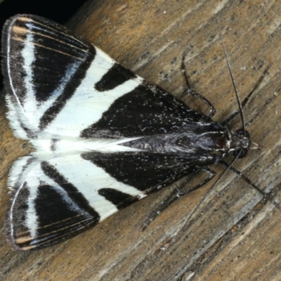 Phrataria bijugata (Bold Phrataria) at Ainslie, ACT - 21 Dec 2019 by jbromilow50