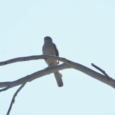 Accipiter cirrocephalus (Collared Sparrowhawk) at - 7 Nov 2019 by Jillg
