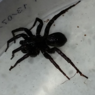 Mygalomorphae (infraorder) (Unidentified mygalomorph spider) at Duffy, ACT - 26 Nov 2019 by amandacsullivan@hotmail.com