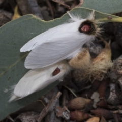 Trichiocercus sparshalli (Sparshall's Moth) at Kaleen, ACT - 23 Dec 2019 by AlisonMilton