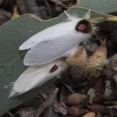 Trichiocercus sparshalli (Sparshall's Moth) at Kaleen, ACT - 22 Dec 2019 by AlisonMilton