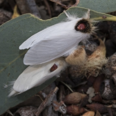 Trichiocercus sparshalli (Sparshall's Moth) at Kaleen, ACT - 22 Dec 2019 by AlisonMilton